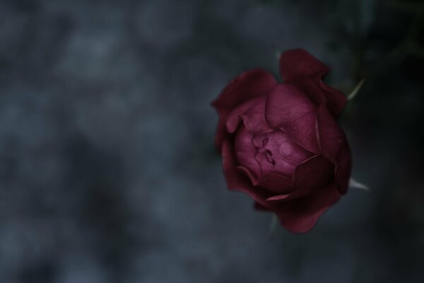 Rosebud on a dark background