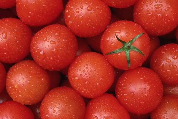 Une récolte de tomates rouges fraîches fraîchement récoltées