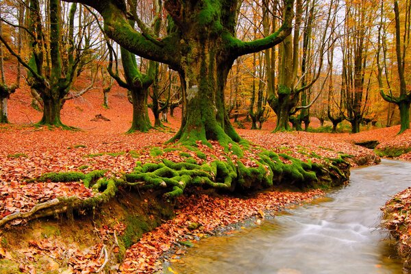 Autumn nature. Forest Stream