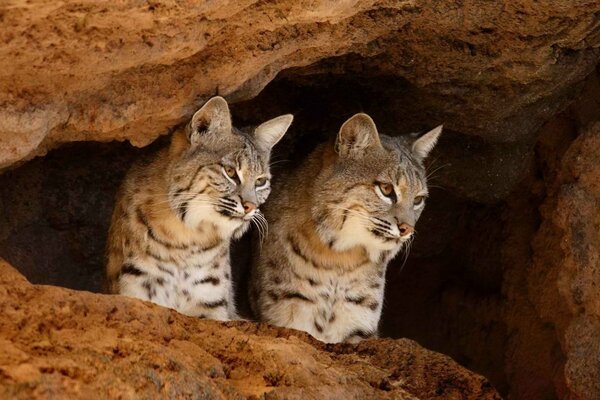 Grandes gatos que viven en el desierto