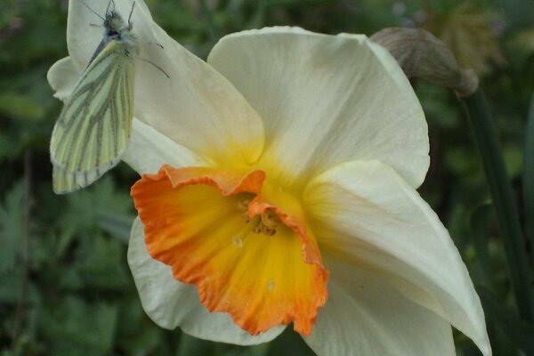 Falena sul Narciso primaverile