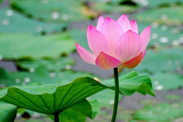 Water lily flower in a pond with leaves