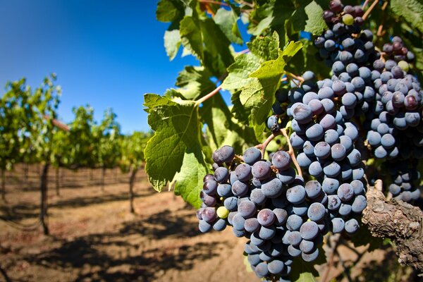 Vine with clusters of berries