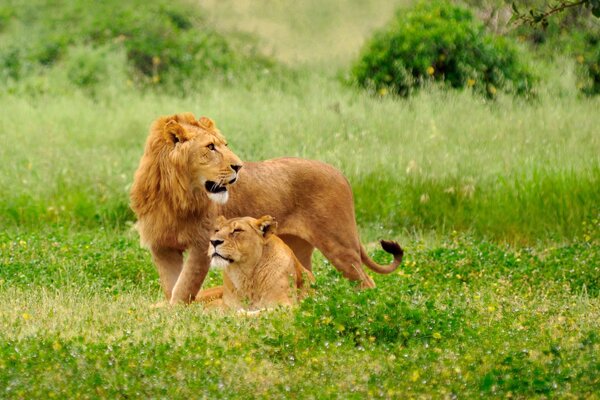 A graceful pair of a Lion and a lioness