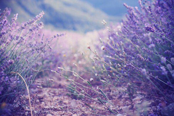 Lilac lavender bushes smell of honey