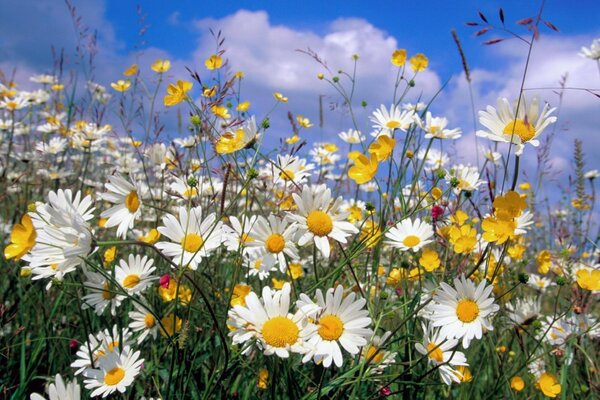 Fleurs sauvages sur fond de ciel bleu