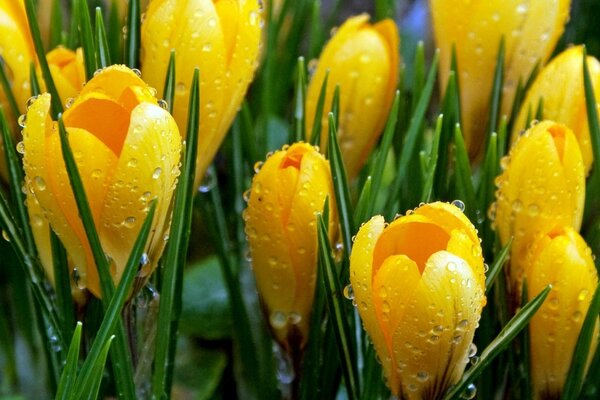 Morning dew droplets on crocus buds