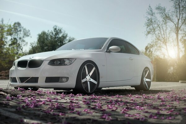 White BMW on beautiful petals