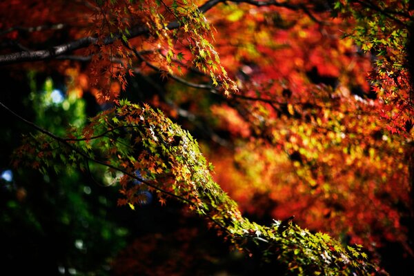 Feuille d automne coloré sur le sol