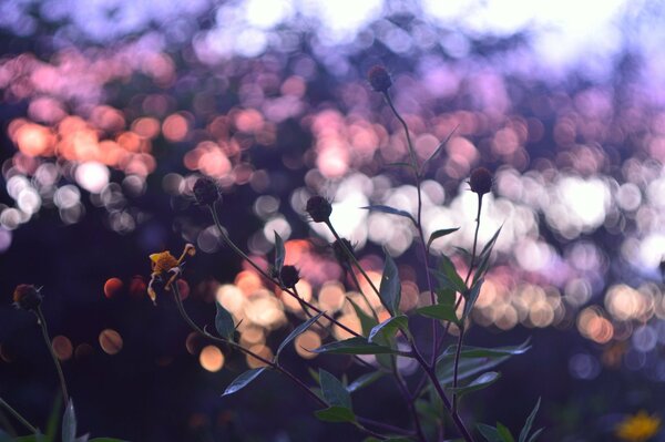 Small flowers on the background of blurred lights of the city