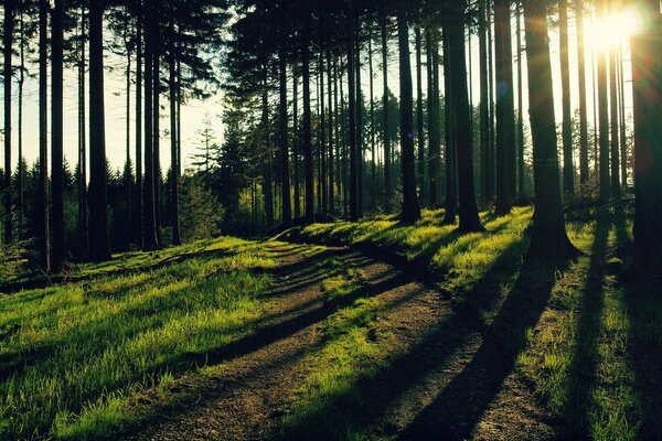 Route forestière avec des rayons de soleil mystérieux