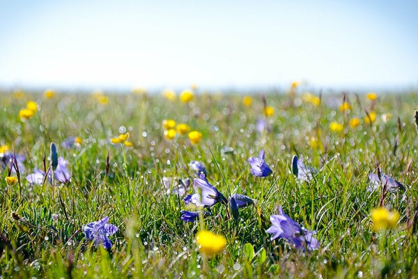 Alpine Wiesenblumen und Kräuter