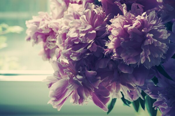 Delicate peonies on the background of the window