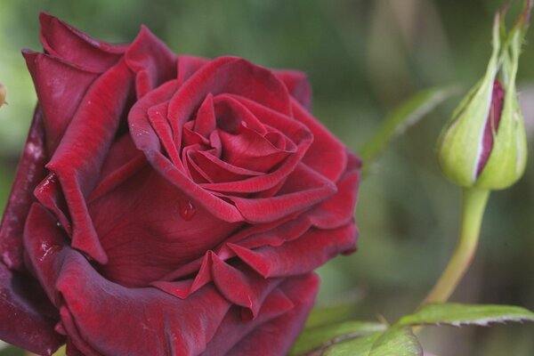 Elastische rote Rosenknospe mit Tautropfen