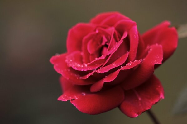 Rosa rossa con gocce di rosa sui petali