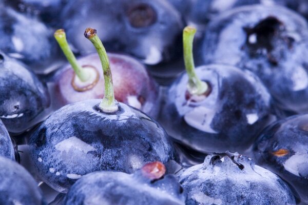 Reife Blaubeeren mit Tautropfen