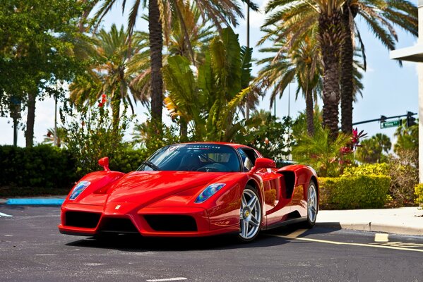 Photo of Enzo s red Ferrari model against a background of palm trees