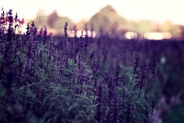 Violet après avec des fleurs de bleuets