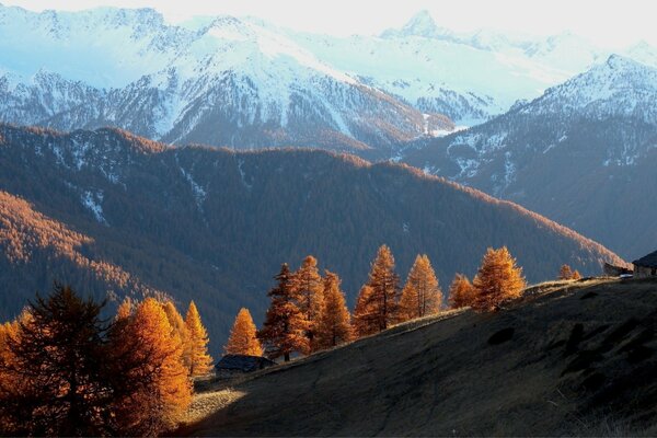 Schneebedeckte Berge und herbstlicher Wald