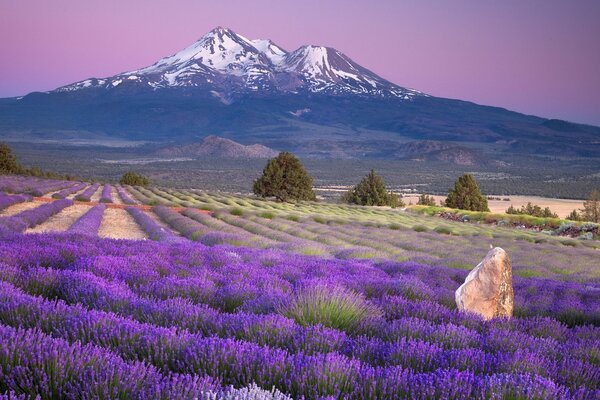 Paisaje con campo de lavanda de montaña