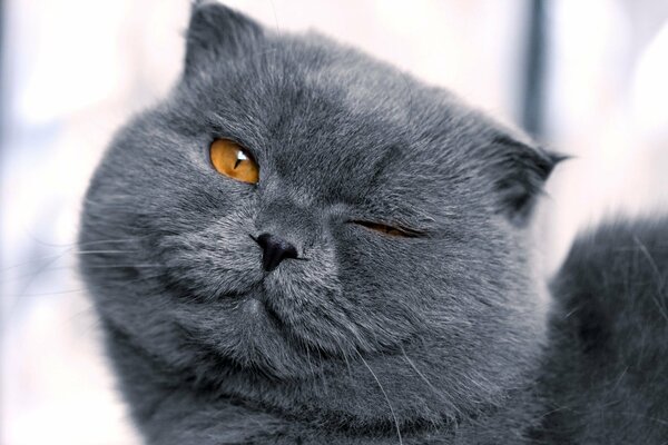 Grey squinting lop - eared cat