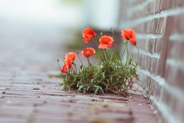 Amapolas rojas que se abren paso a través de los Azulejos