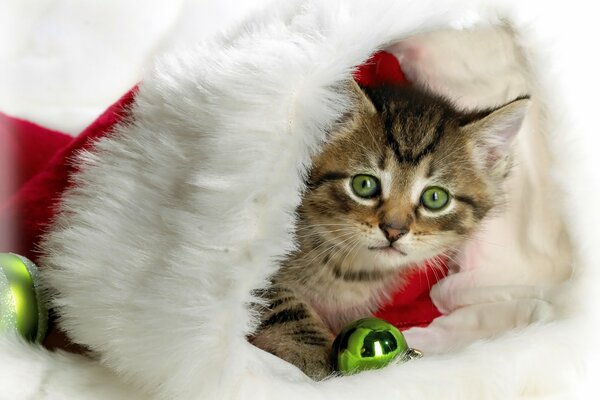 El pequeño papá Noel. Lindo gatito en Caperucita roja