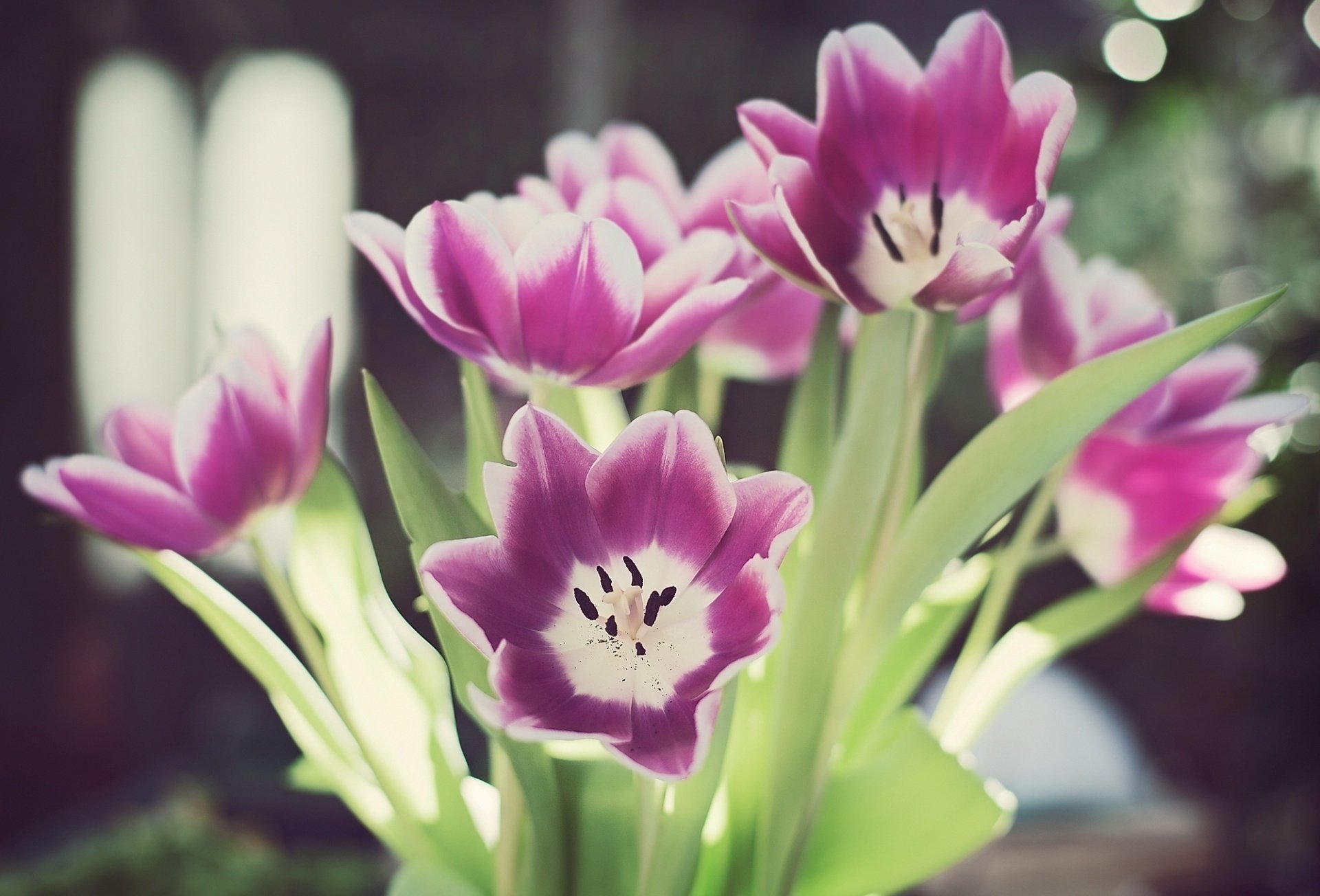 petals stems flowers glare leaves tulips bokeh