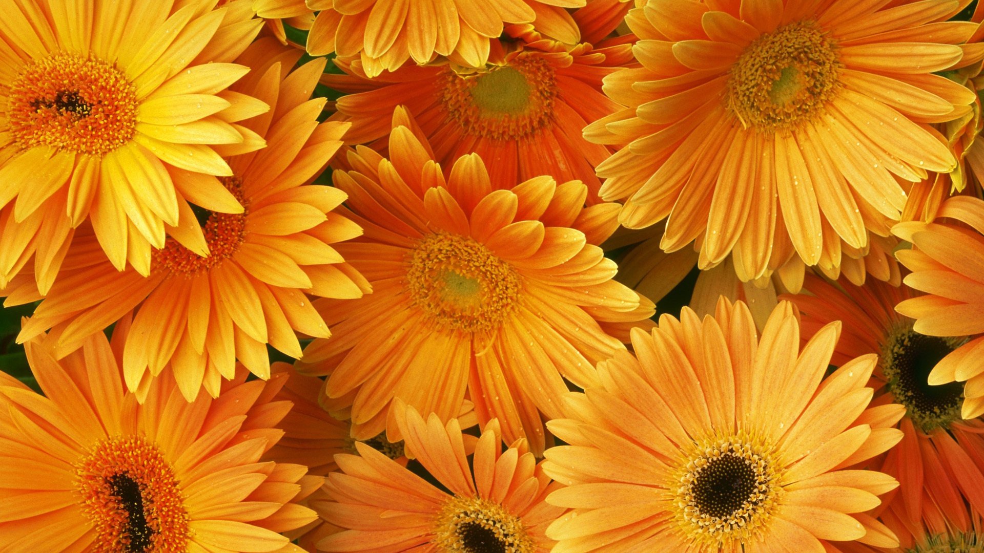 gerbera bouquet arancione