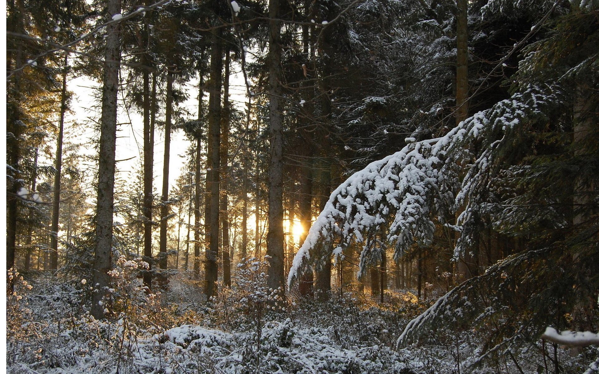 wald stämme bäume sonnenuntergang zweige winter nadeln schnee