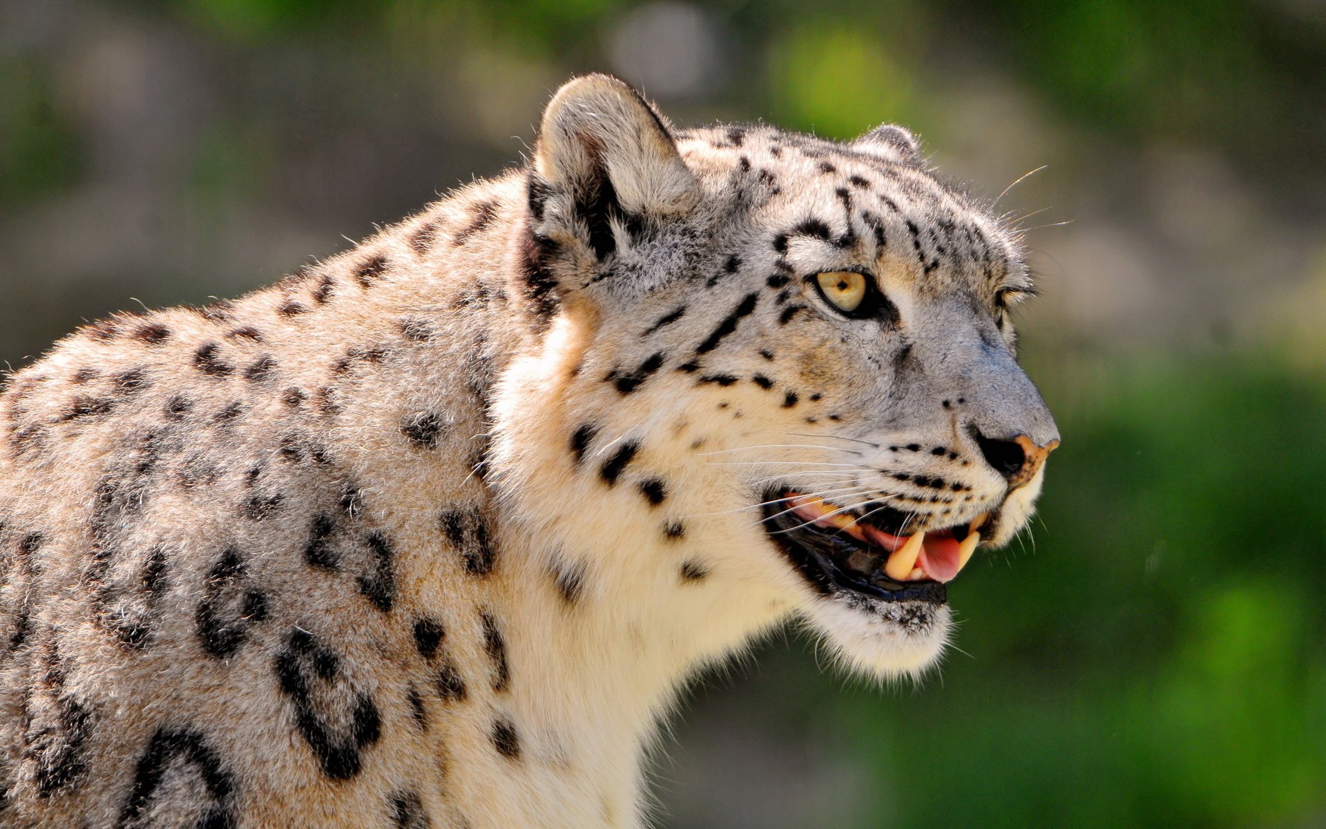 cętkowany irbis pantera śnieżna snow leopard patrzy pysk