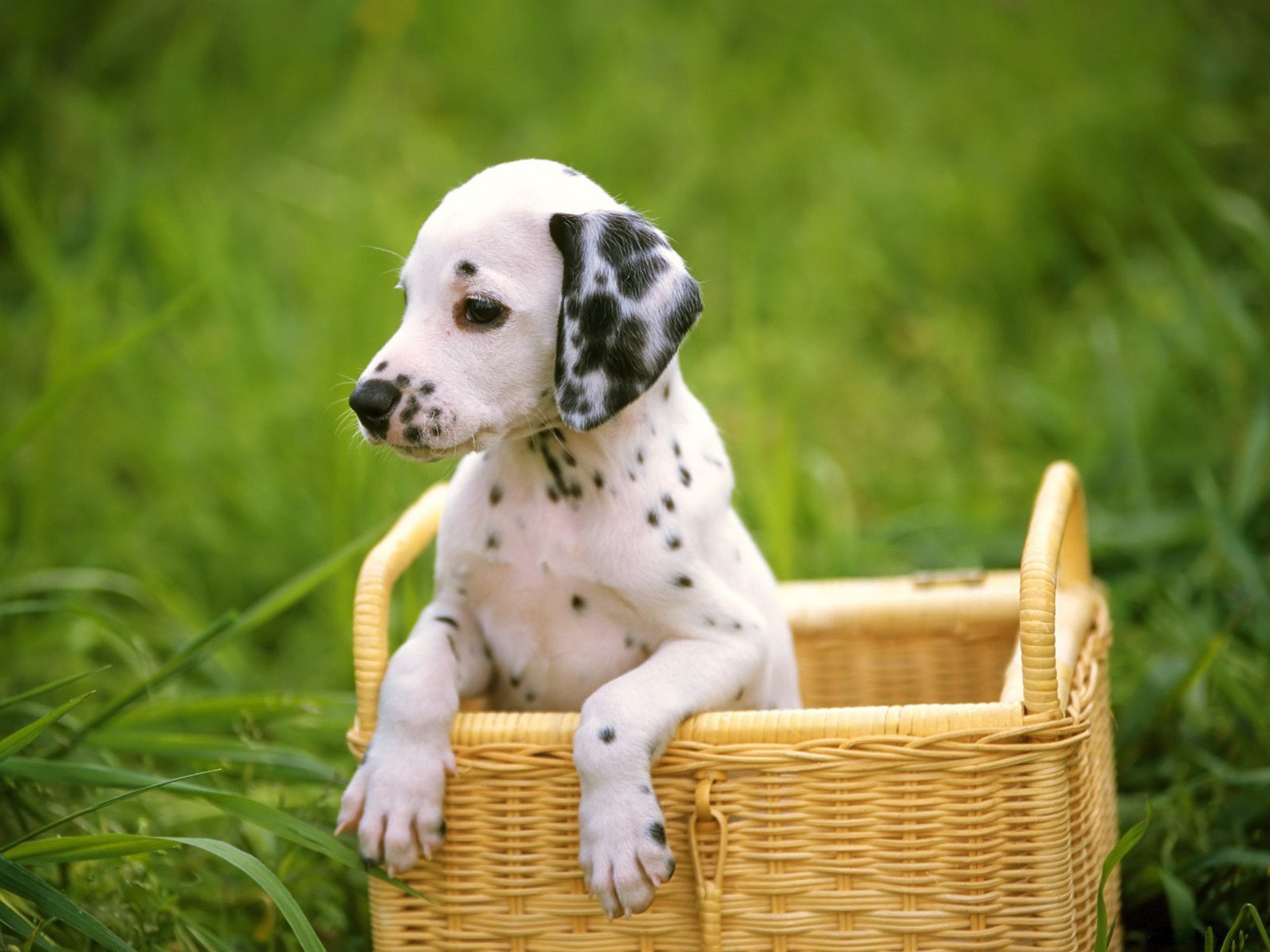 cane dalmatian erba cucciolo dalmata dog