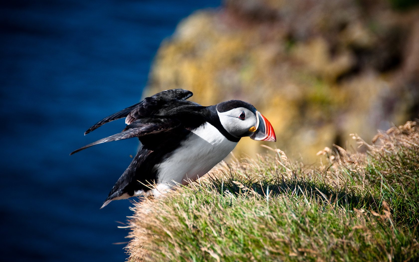 fratercula arctica ptak maskonur atlantycki