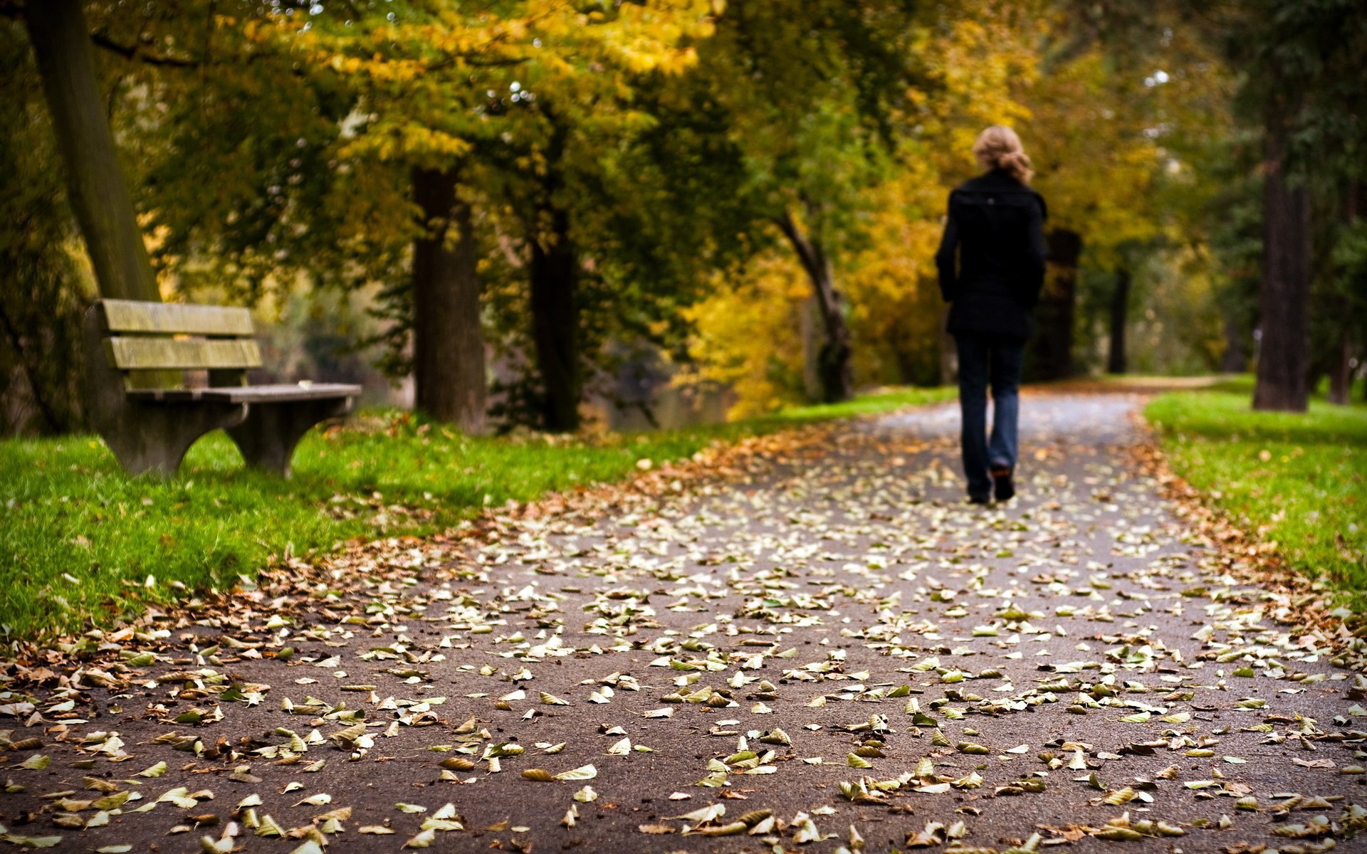 nastrój park liście droga