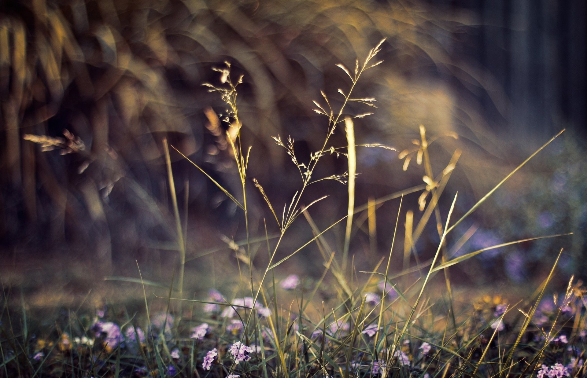 plants flowers bokeh nature macro