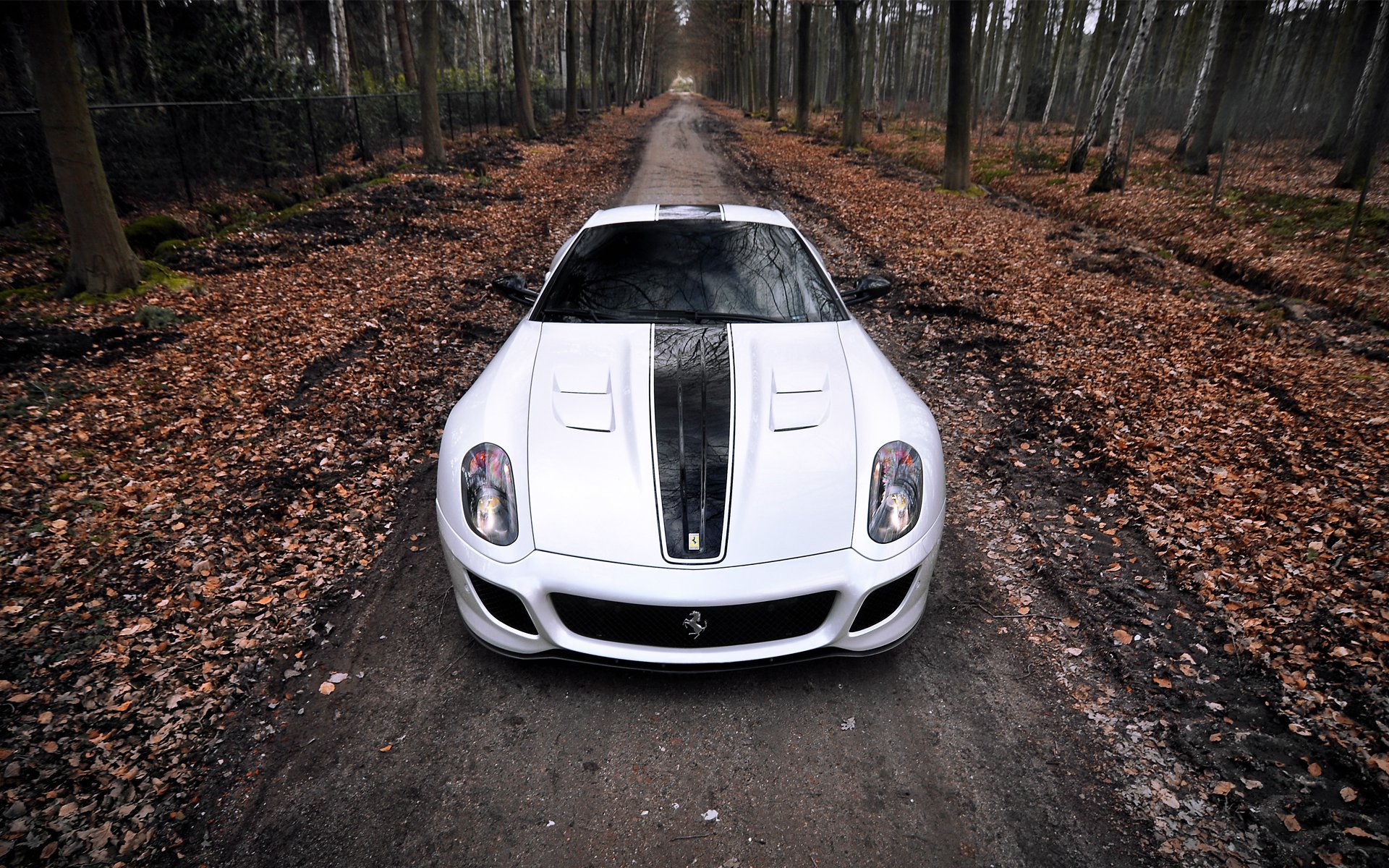 ferrari gto ferrari supercar forêt automne feuilles un