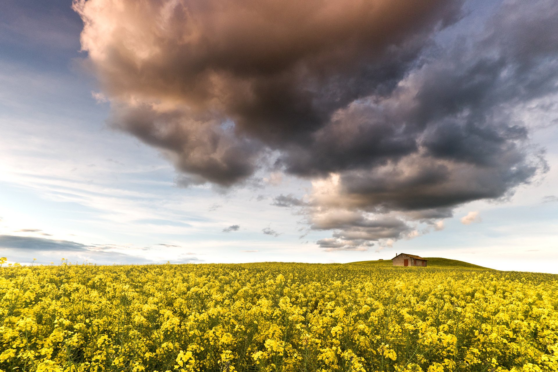 flowers field rape yellow nature the sky house cloud