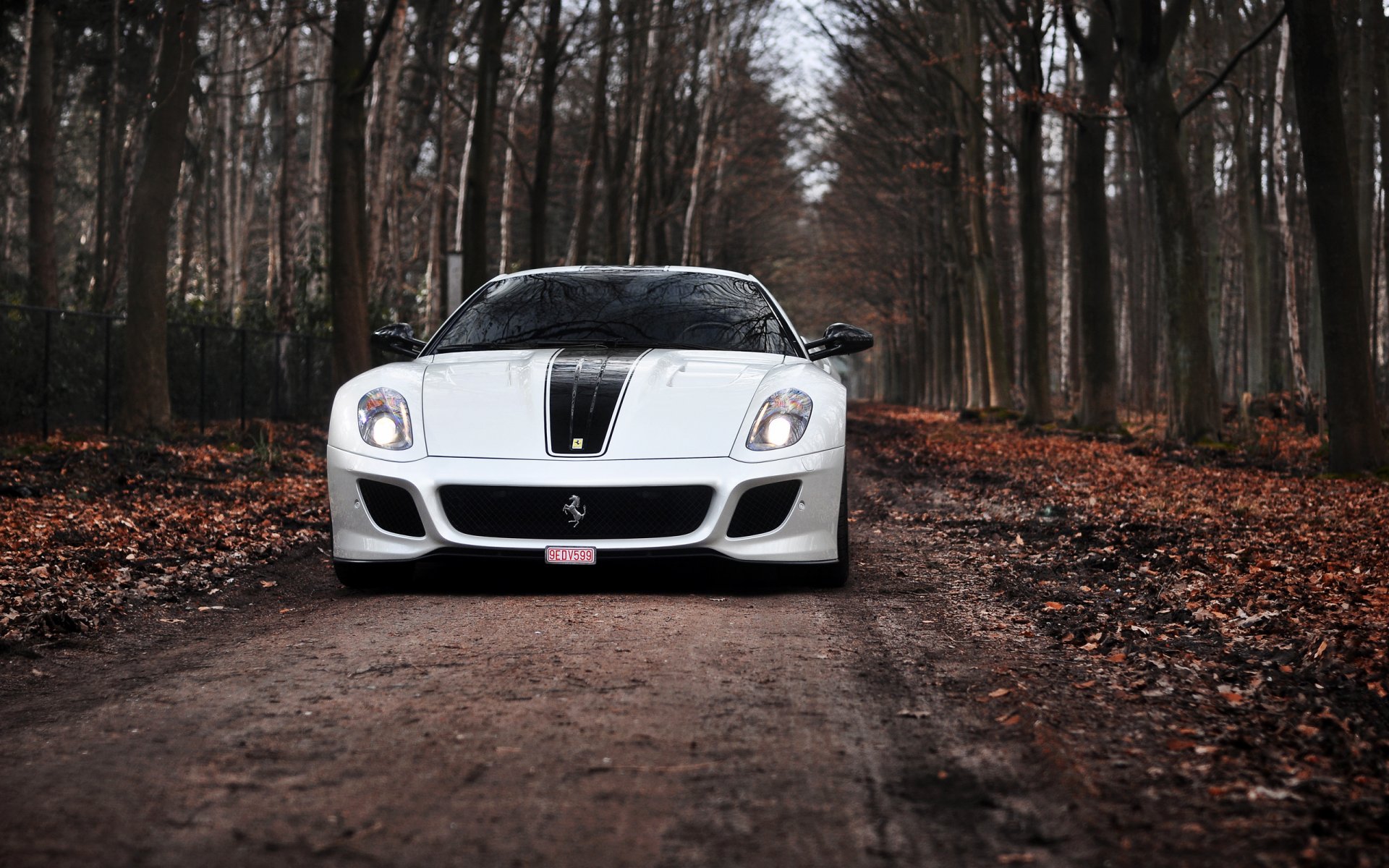 ferrari gto ferrari trp weiß straße bäume herbst