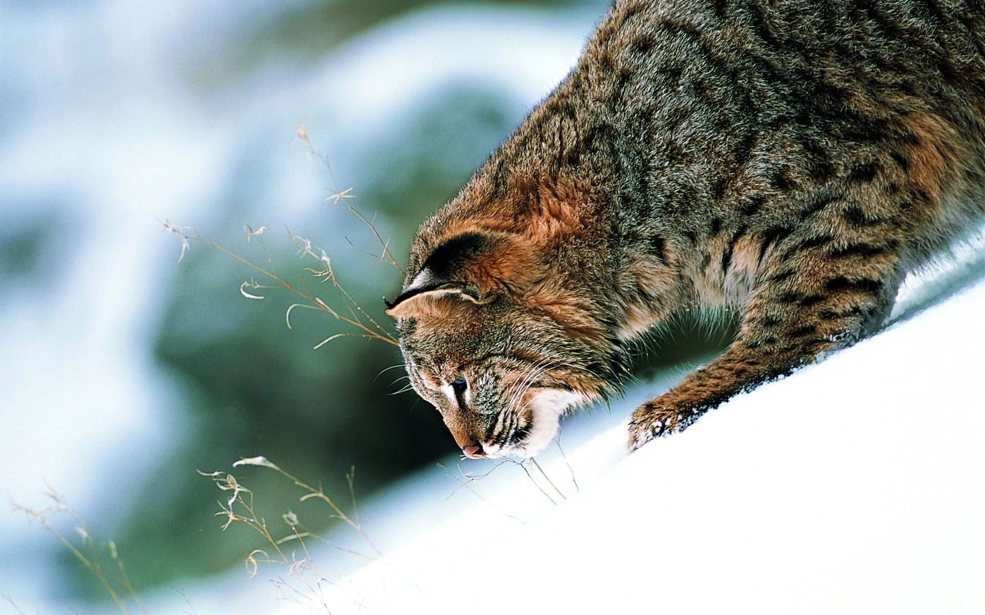 gatto scivolo orecchie neve contrasto selvaggio bello zampa