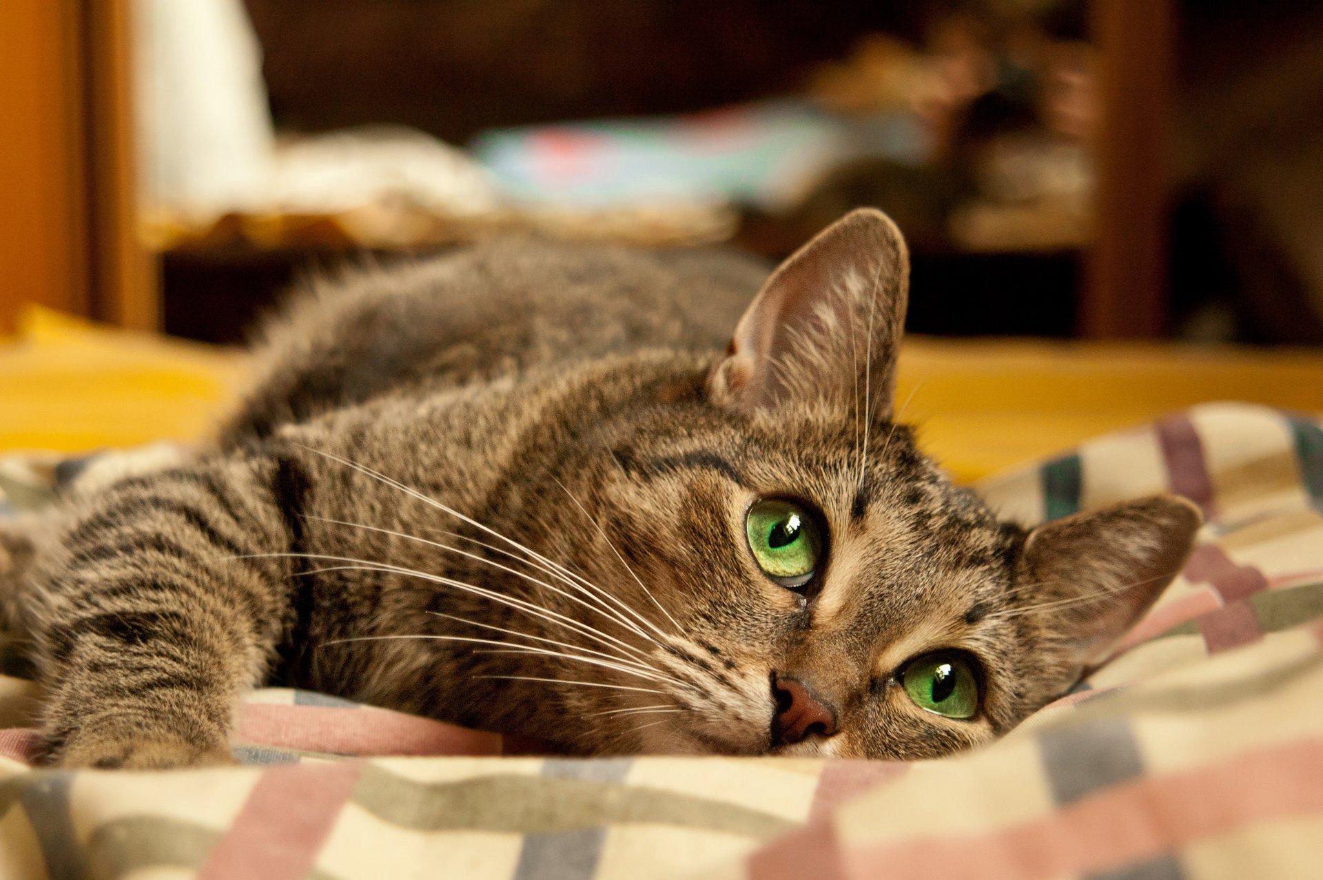 fond d écran chat lit se trouve