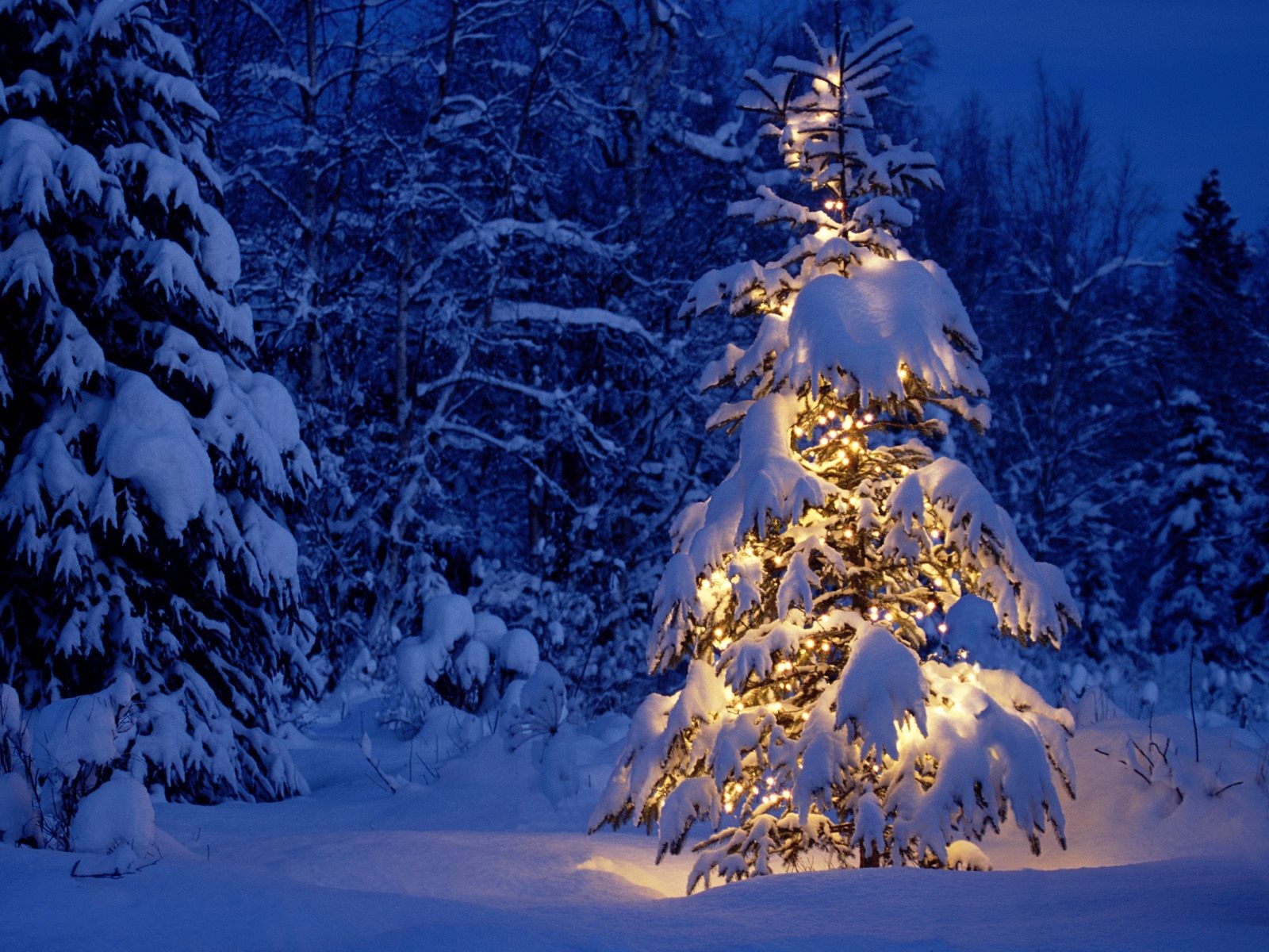 año nuevo árbol de navidad bosque invierno nieve