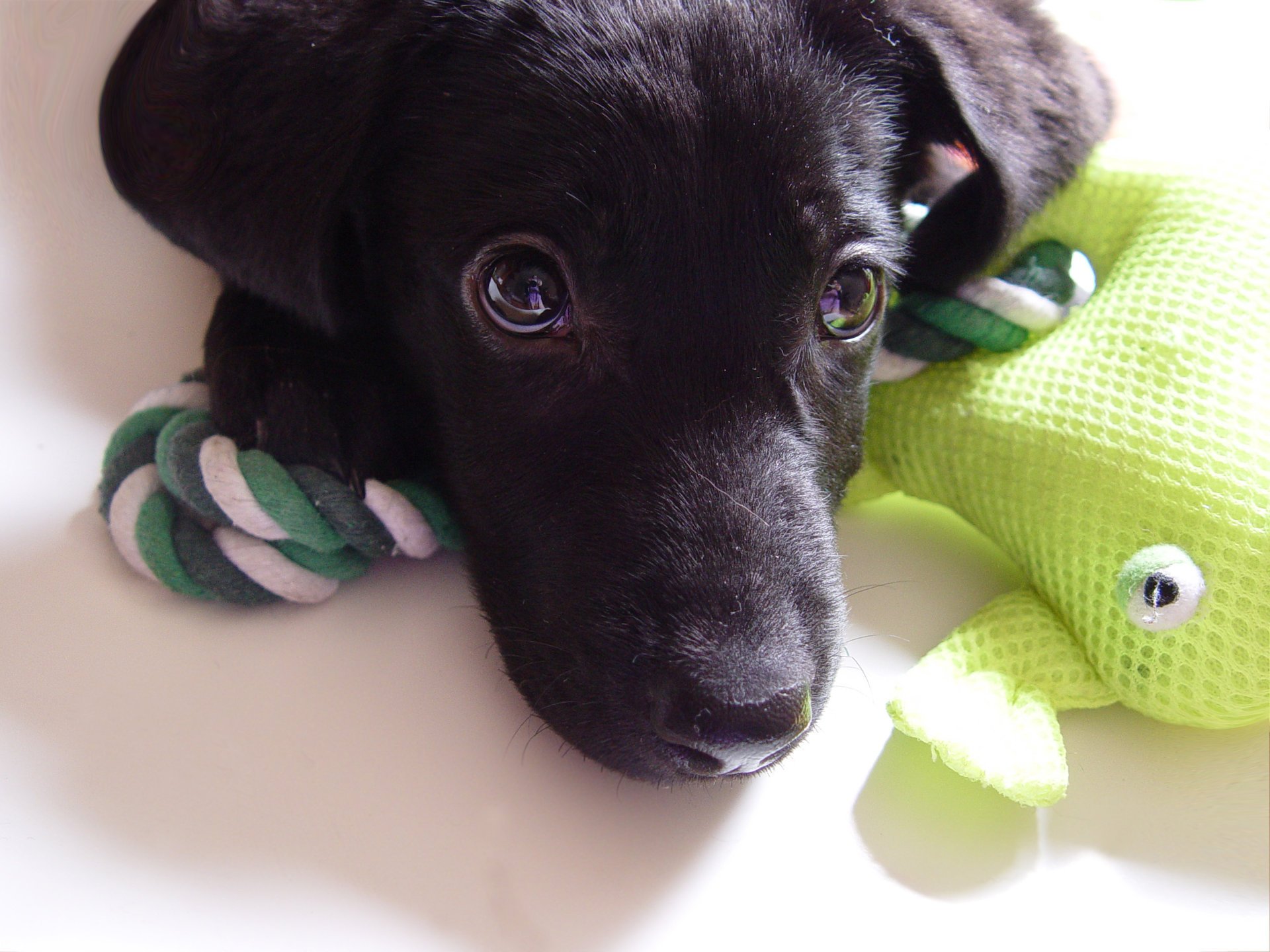 mixi labrador cane cucciolo giocattolo