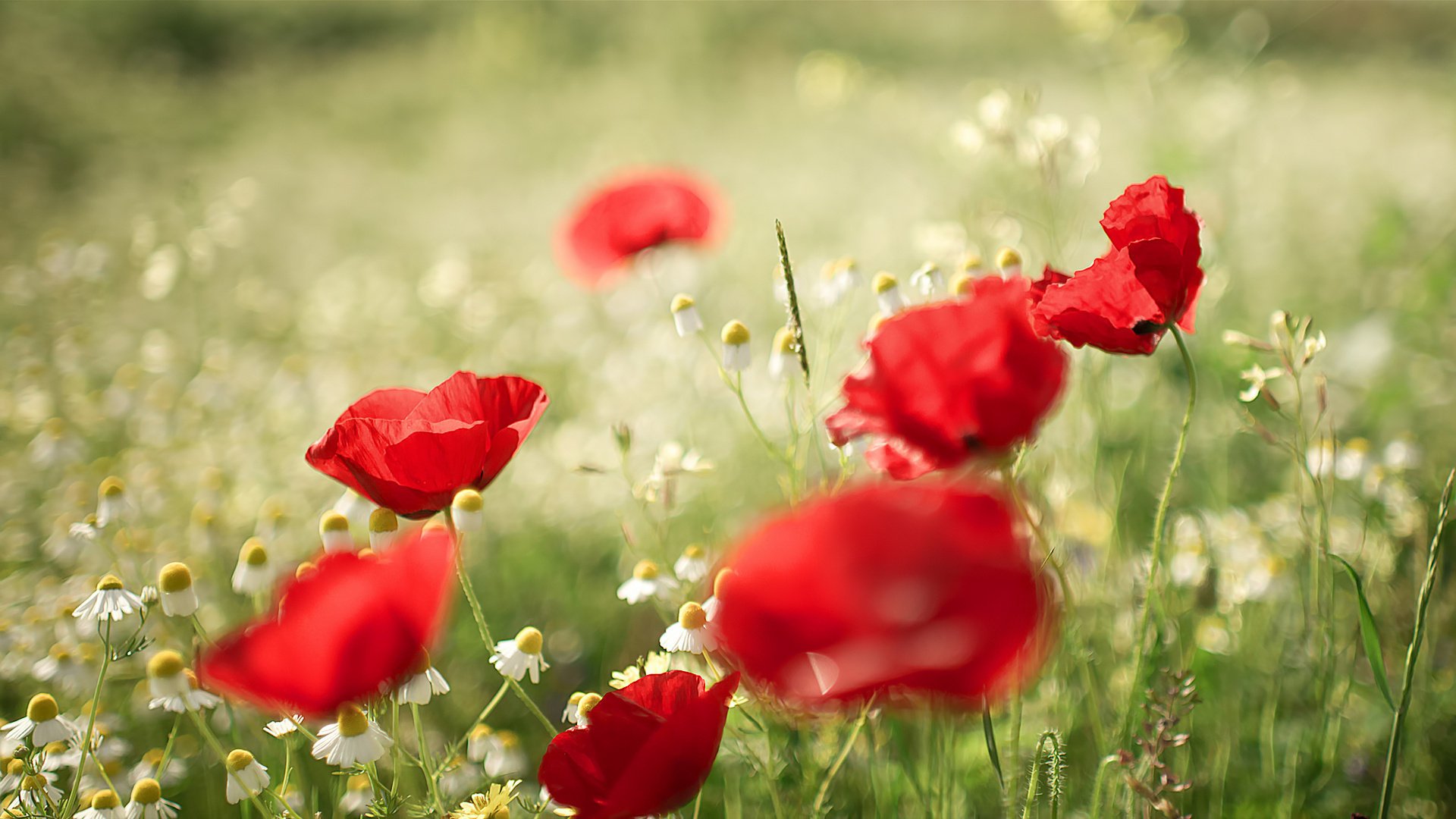 été marguerites coquelicots nature flou bokeh