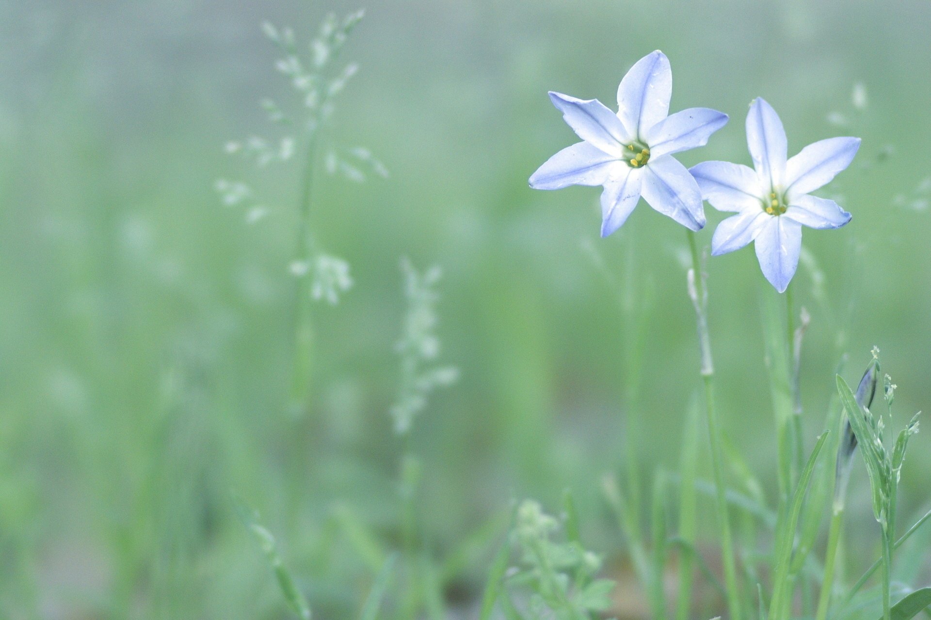 flowers light white blue plants petal