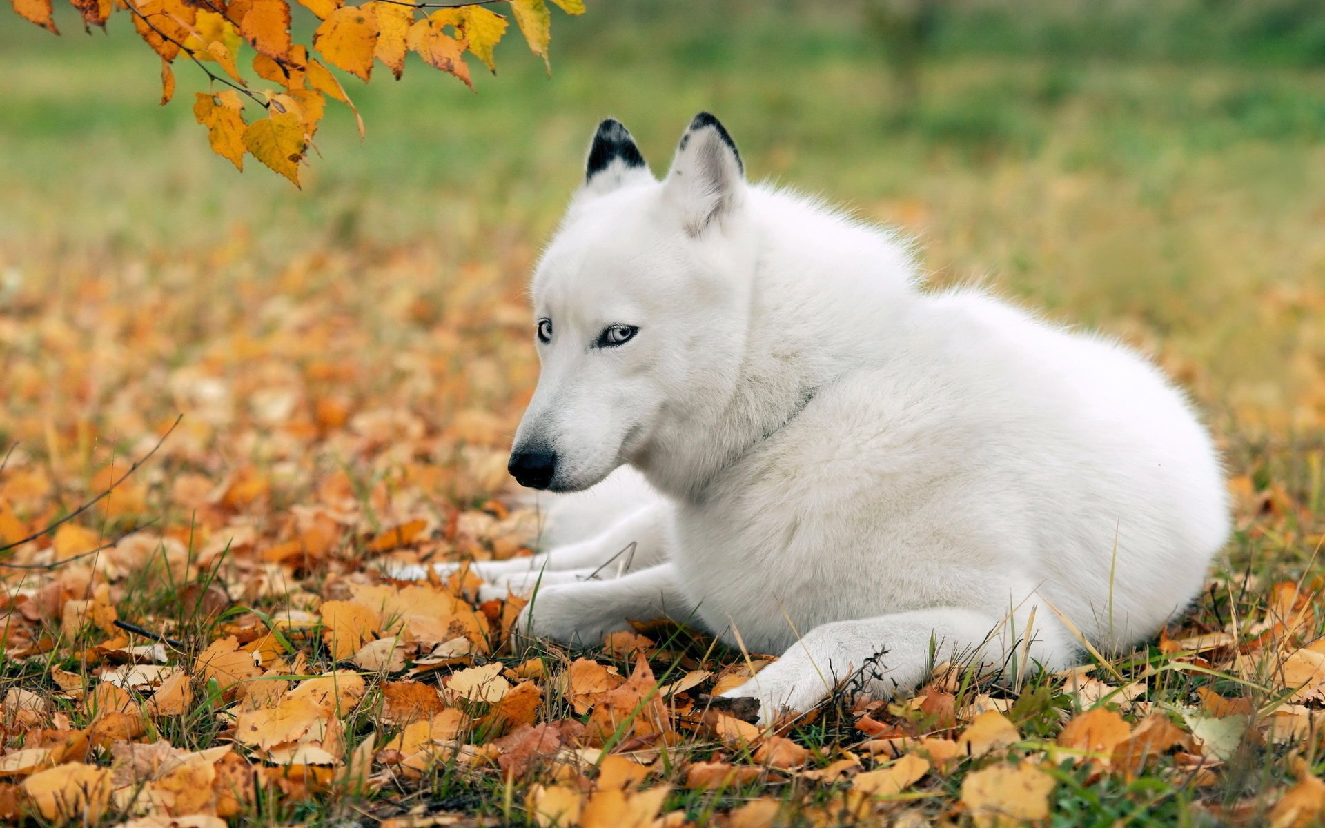 hund husky freund