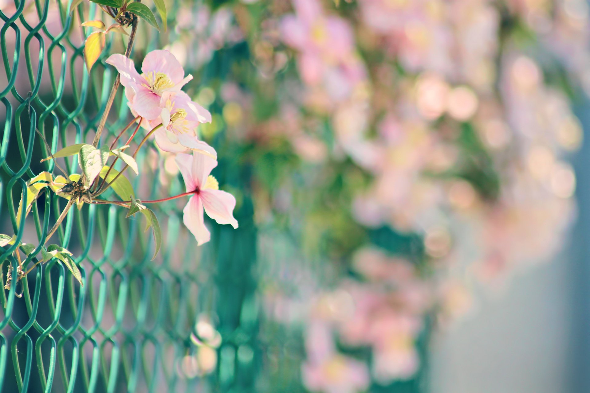 fiori pianta bokeh maglia rosa