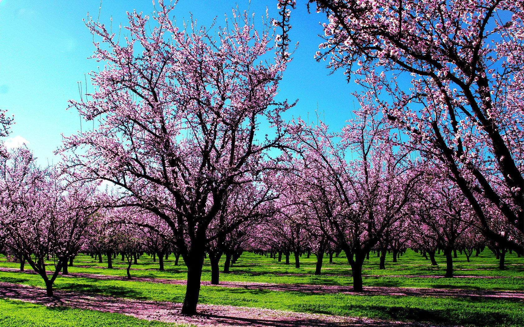 arbres jardin herbe