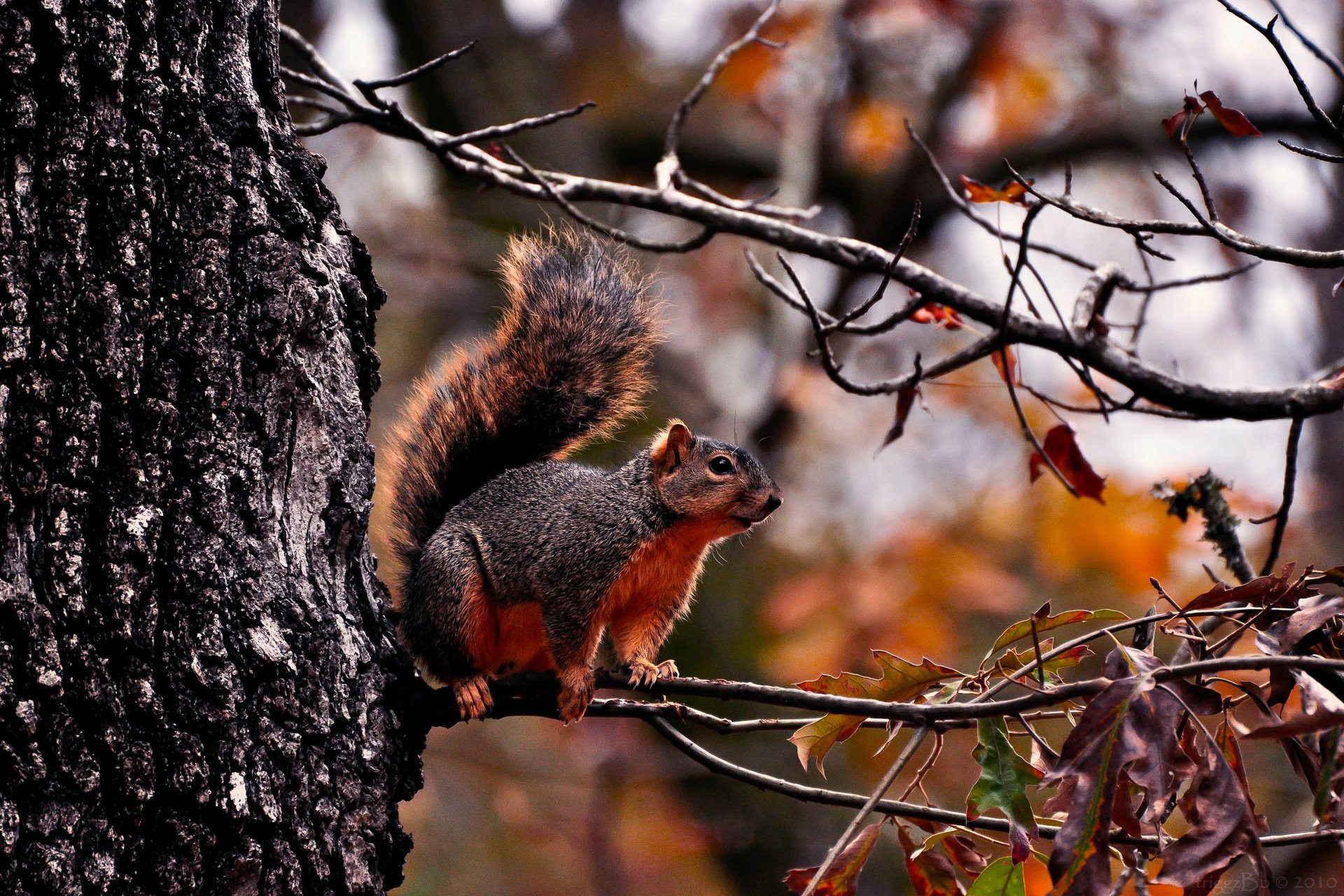 branches foliage protein tree autumn forest