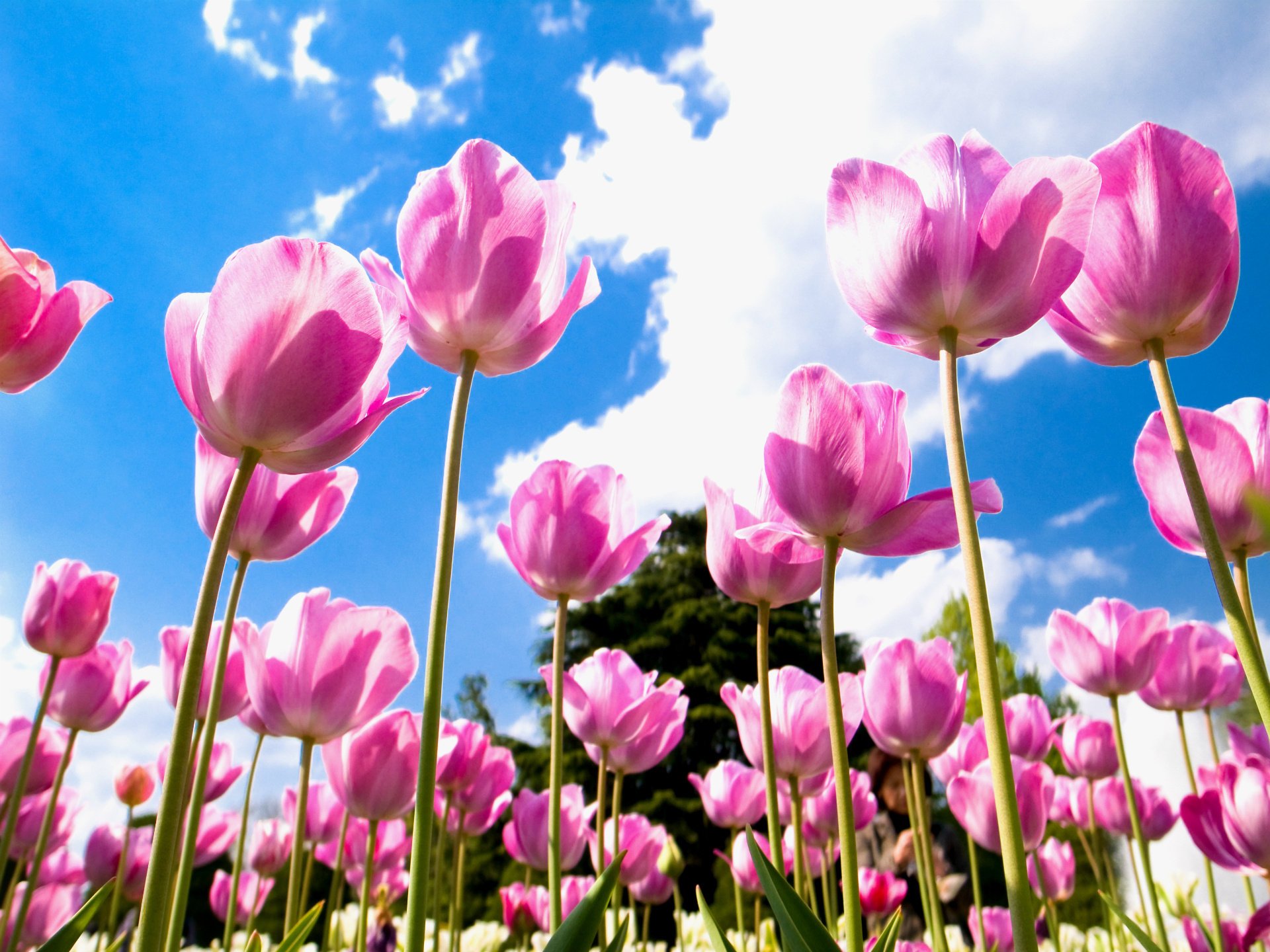 petals field pink tulips the sky clouds blue