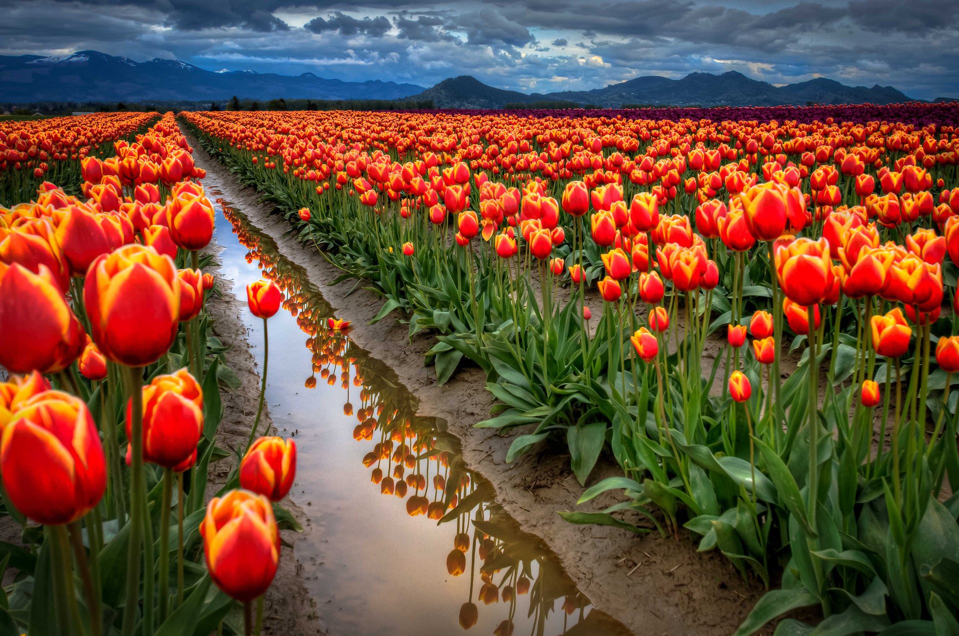 the sky clouds tulips mountains field